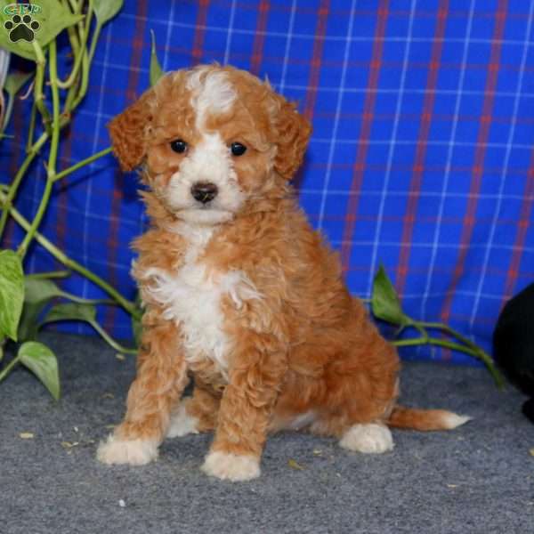 Emily, Miniature Poodle Puppy