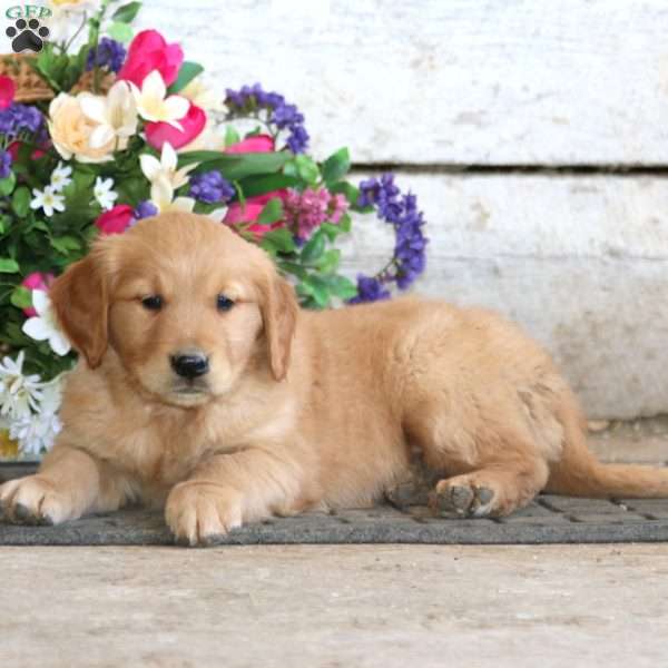 Emily, Golden Retriever Puppy