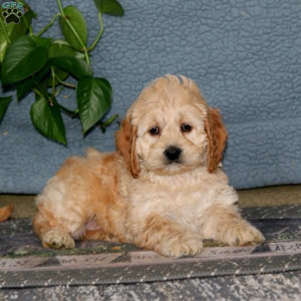 Emily, Cockapoo Puppy