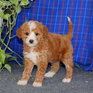 Emily, Miniature Poodle Puppy