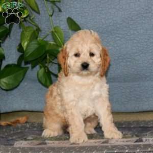 Emily, Cockapoo Puppy