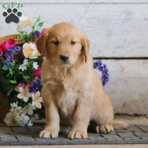 Emily, Golden Retriever Puppy