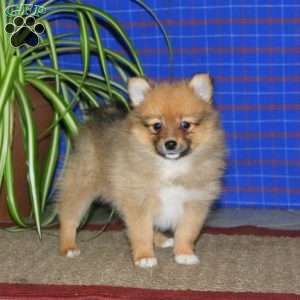 Emily, Pomeranian Puppy