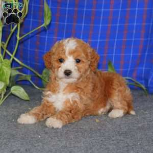 Emily, Miniature Poodle Puppy