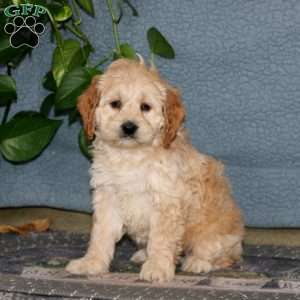 Emily, Cockapoo Puppy