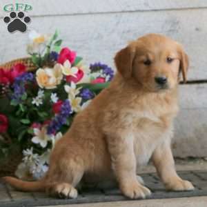 Emily, Golden Retriever Puppy