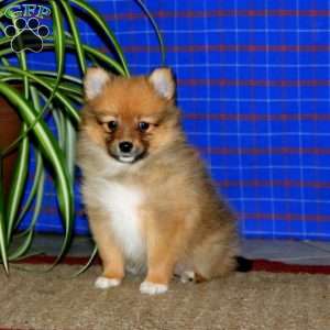 Emily, Pomeranian Puppy