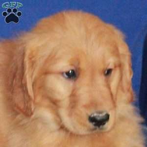 Emma, Golden Retriever Puppy