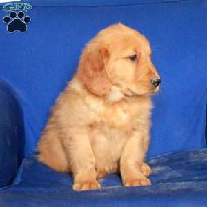 Emma, Golden Retriever Puppy