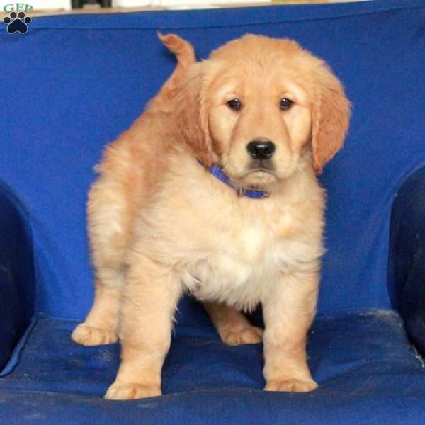 Emmett, Golden Retriever Puppy