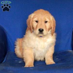 Emmett, Golden Retriever Puppy