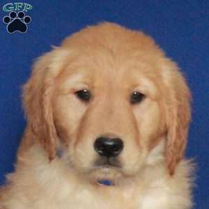 Emmett, Golden Retriever Puppy