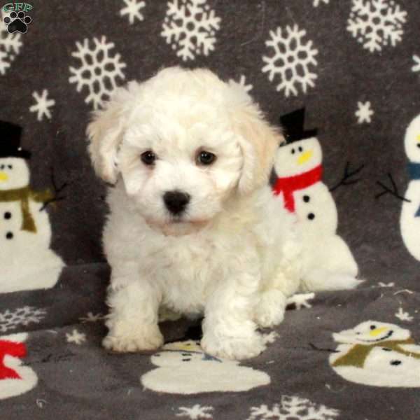 Emmy, Bichon Frise Puppy