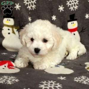 Emmy, Bichon Frise Puppy