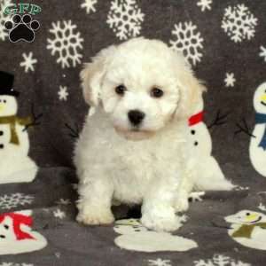 Emmy, Bichon Frise Puppy