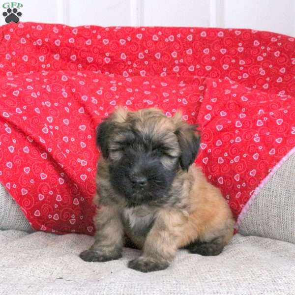 Enzo, Soft Coated Wheaten Terrier Puppy