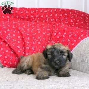 Enzo, Soft Coated Wheaten Terrier Puppy