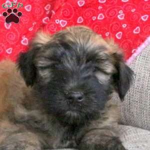 Enzo, Soft Coated Wheaten Terrier Puppy