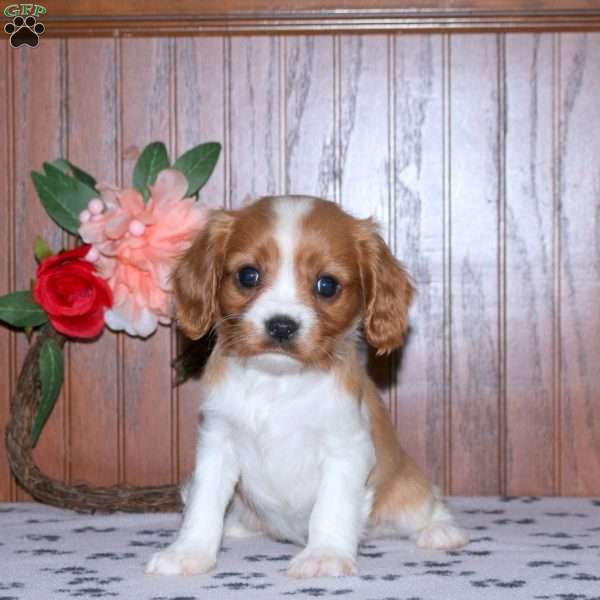 Eric, Cavalier King Charles Spaniel Puppy