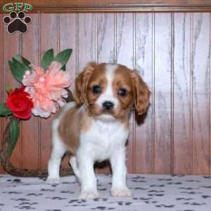 Eric, Cavalier King Charles Spaniel Puppy