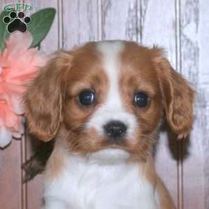 Eric, Cavalier King Charles Spaniel Puppy