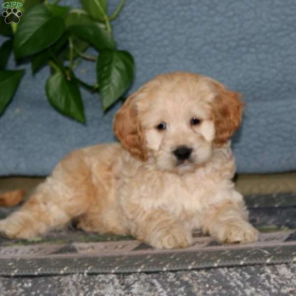 Eric, Cockapoo Puppy