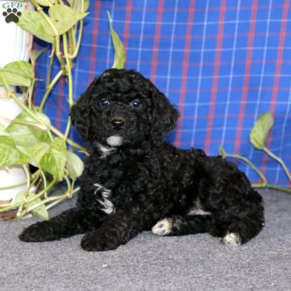 Eric, Miniature Poodle Puppy