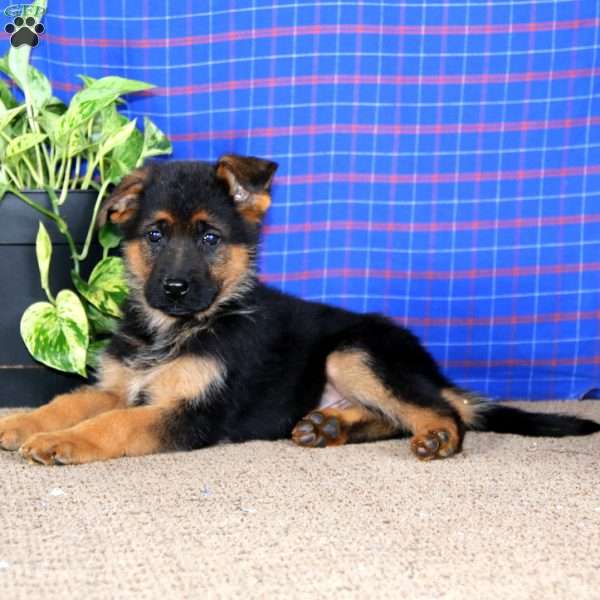 Eric, German Shepherd Puppy