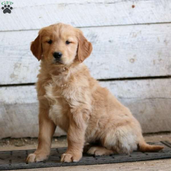 Eric, Golden Retriever Puppy