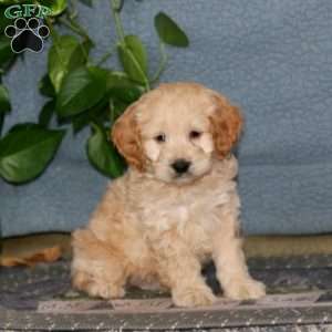 Eric, Cockapoo Puppy