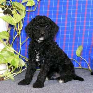 Eric, Miniature Poodle Puppy