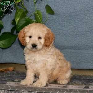 Eric, Cockapoo Puppy