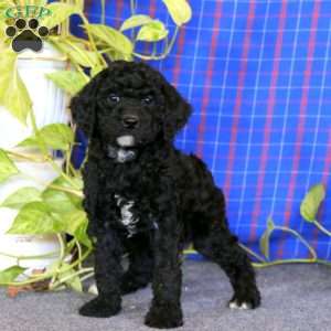 Eric, Miniature Poodle Puppy