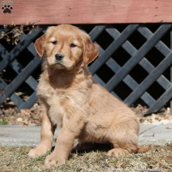 Erma, Golden Retriever Puppy