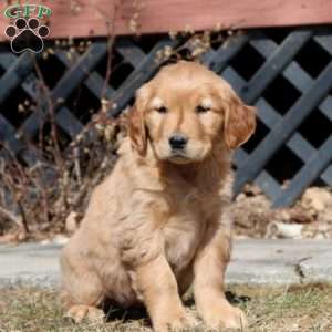 Erma, Golden Retriever Puppy