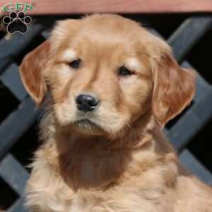 Erma, Golden Retriever Puppy