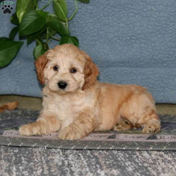 Ernie, Cockapoo Puppy