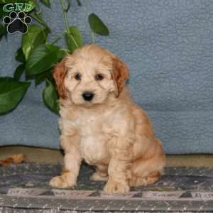 Ernie, Cockapoo Puppy