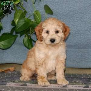 Ernie, Cockapoo Puppy