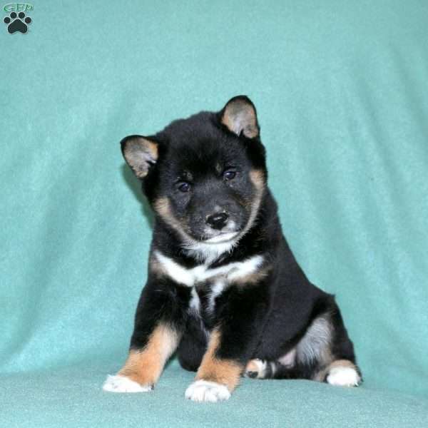 Ethan, Shiba Inu Puppy