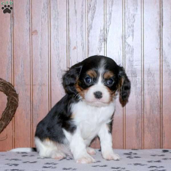 Ethan, Cavalier King Charles Spaniel Puppy