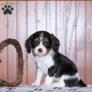 Ethan, Cavalier King Charles Spaniel Puppy