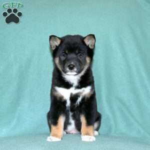 Ethan, Shiba Inu Puppy