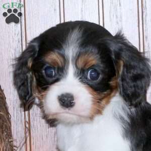 Ethan, Cavalier King Charles Spaniel Puppy