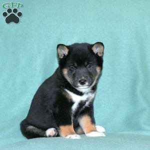 Ethan, Shiba Inu Puppy