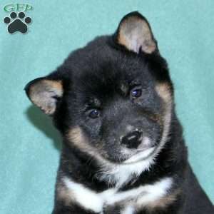 Ethan, Shiba Inu Puppy