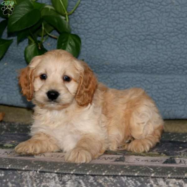 Ethan, Cockapoo Puppy