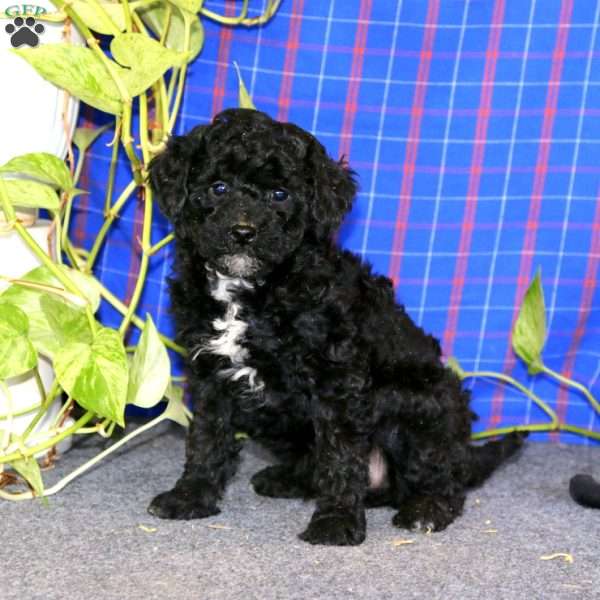 Ethan, Miniature Poodle Puppy