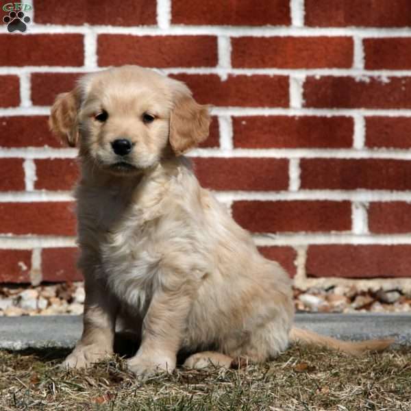 Ethan, Golden Retriever Puppy