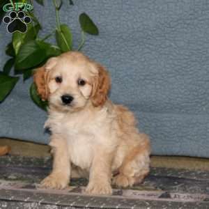 Ethan, Cockapoo Puppy